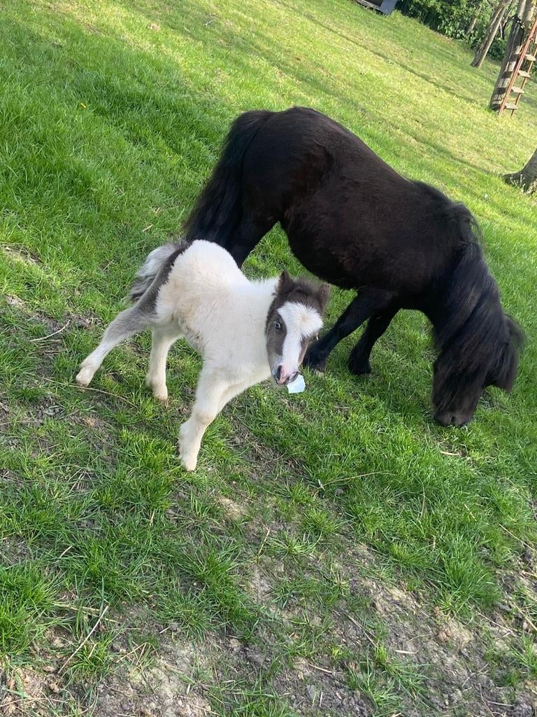 Shetlander ponys, Animaux & Accessoires, Poneys, Jument, Avec puce électronique
