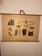 2 oude schoolplaten biologie ( bos / ruïne), Ophalen