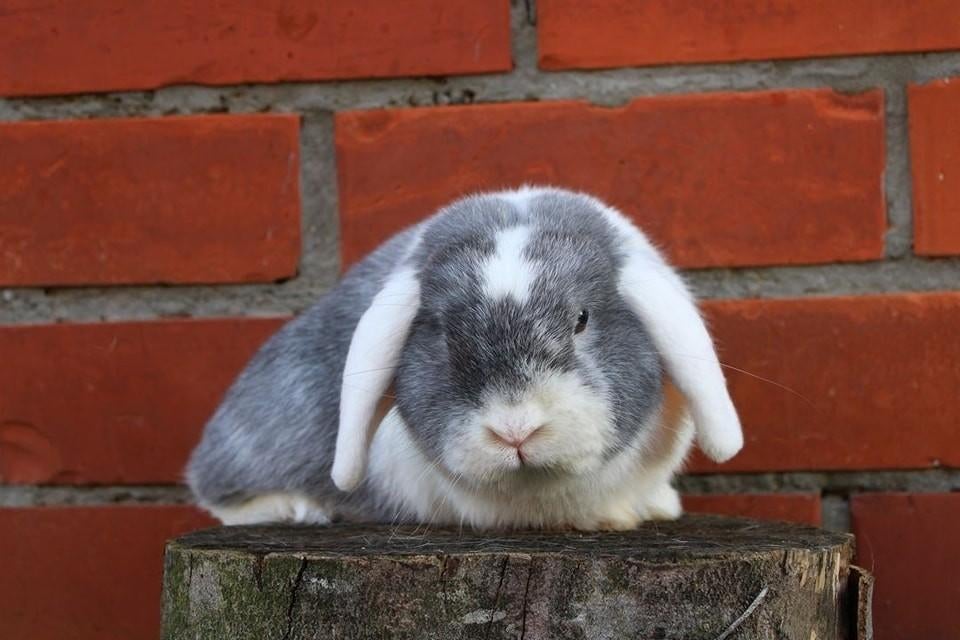 Nederlandse hangoordwerg ram, Dieren en Toebehoren, Konijnen