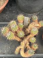 Cactus: Mammilaria sp., Maison & Meubles, Plantes d'intérieur, En pot, Plein soleil, Plante à fleurs, Moins de 100 cm