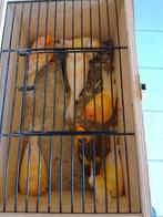 JEUNES POUPÉES CANARIES de 2025 - élevage propre, Animaux & Accessoires, Femelle, Canari chanteur