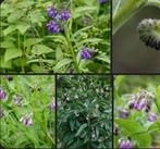 Smeerwortelplantje/Comfrey, Jardin & Terrasse, Plantes | Jardin, Autres espèces, Été, Enlèvement, Plante fixe