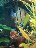 Maanvis rio nannay, Vis, Zoetwatervis