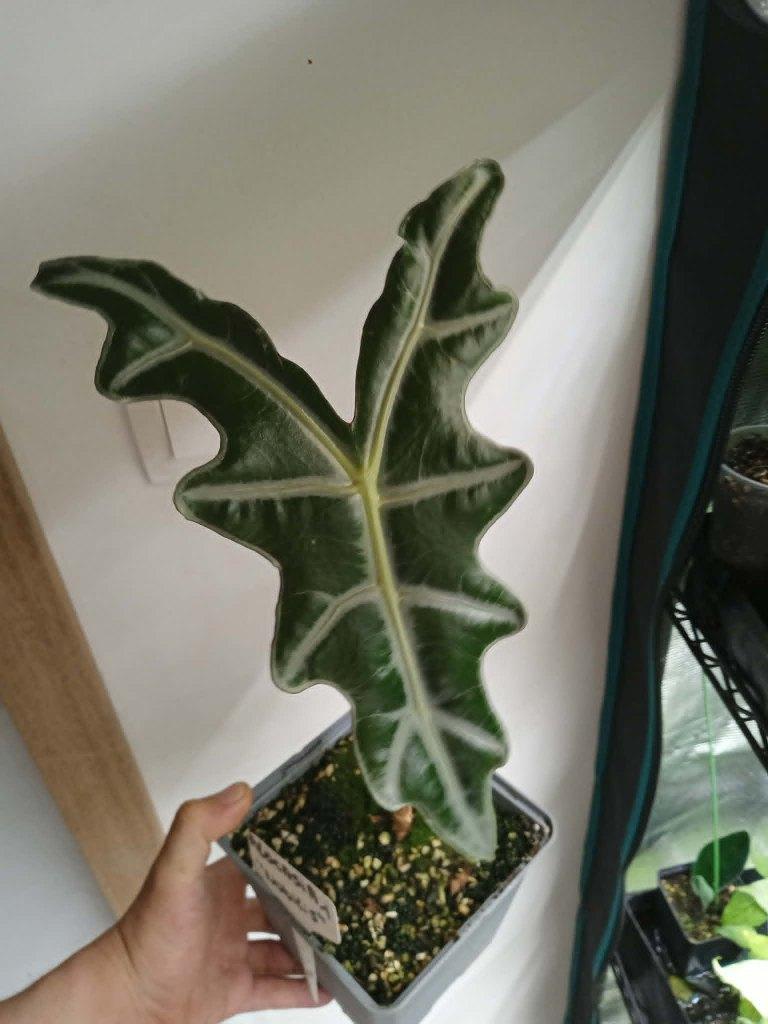 alocasia nobilis, Maison & Meubles, Plantes d'intérieur, Autres espèces, Moins de 100 cm, Plante verte, Ombre partielle, En pot