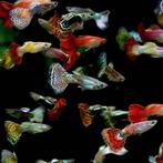 Hobbyaquarium Poec Ret Snakeskin mix Guppy /Guppen, Dieren en Toebehoren, Vissen | Aquariumvissen, Vis, Zoetwatervis, Schoolvis