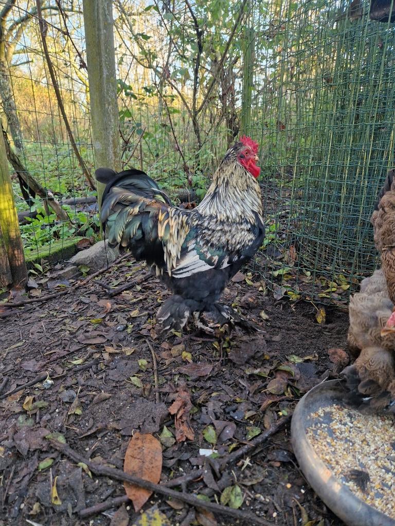 Tamme haan, Dieren en Toebehoren, Pluimvee