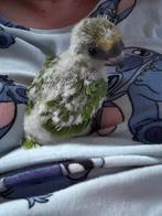 senegal papegaai (bonte boer), Geslacht onbekend, Papegaai, Geringd