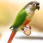 Conure molinae epp, Dieren en Toebehoren, Vogels | Parkieten en Papegaaien, Mannelijk