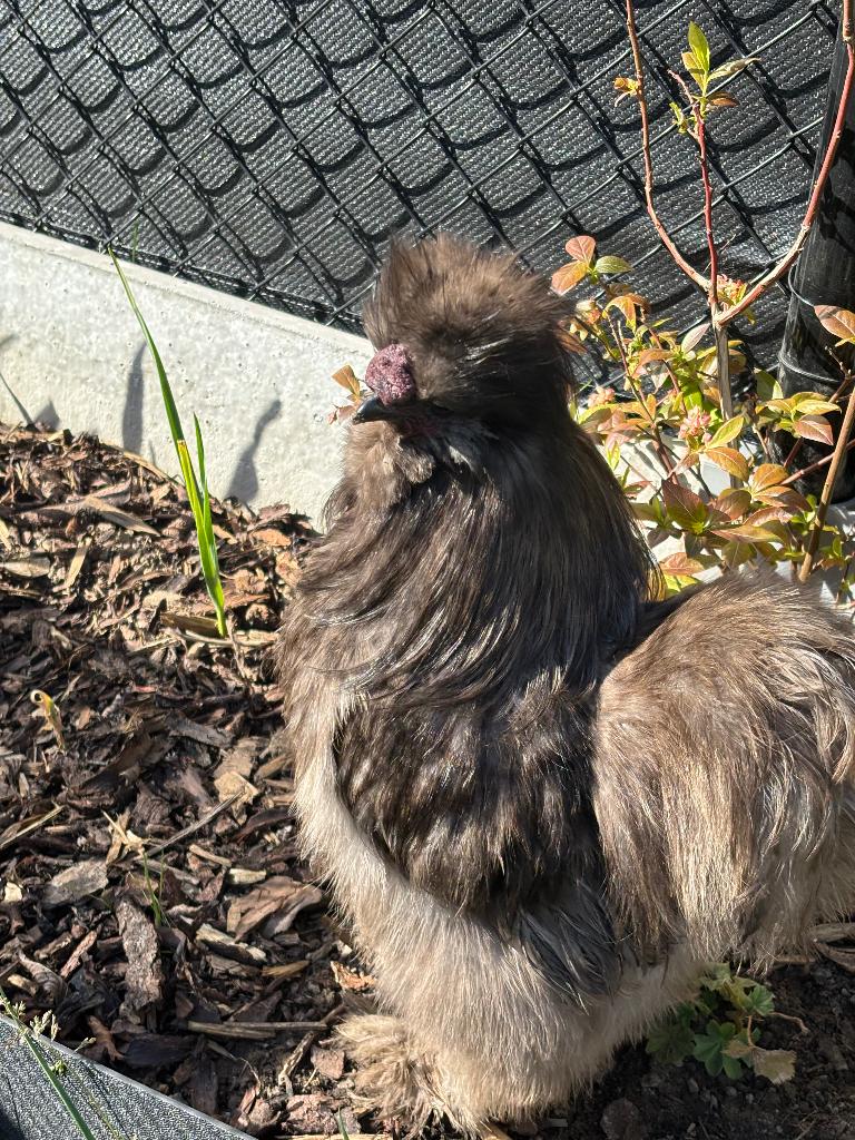 Zijdehoen haan net 1 jaar, Dieren en Toebehoren, Mannelijk, Kip