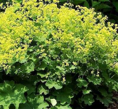 Alchemilla mollis of Vrouwenmantel, Jardin & Terrasse, Plantes | Jardin, Enlèvement, Plante fixe, Mi-ombre
