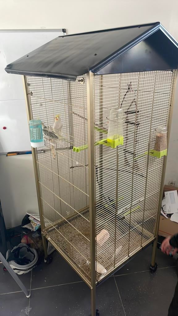 Half tamme valkparkieten €150 + kooi, Plusieurs animaux, Perruche, Domestique