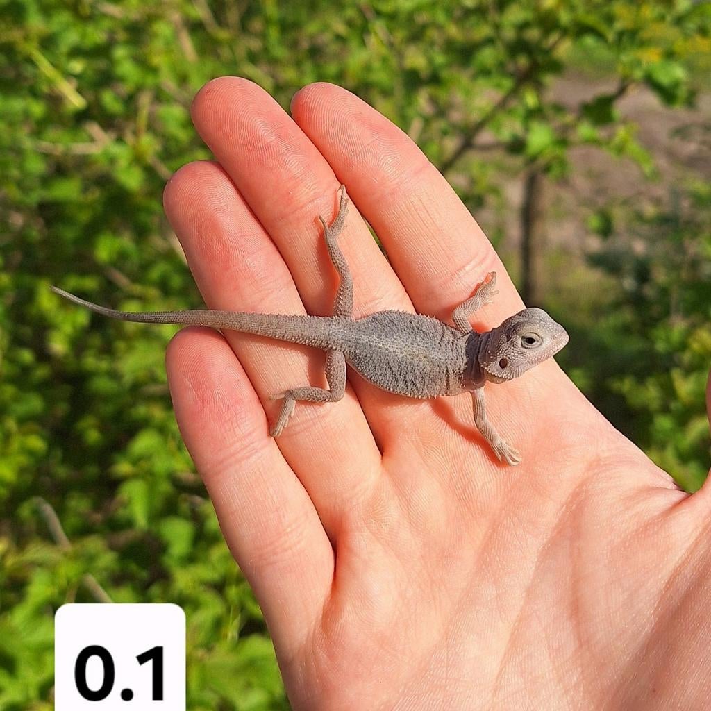 Garçon dragon barbu Hypo Zero (Transulent), Animaux & Accessoires, Lézard, Domestique, 0 à 2 ans