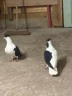 Afghan duiven, Animaux & Accessoires, Oiseaux | Pigeons