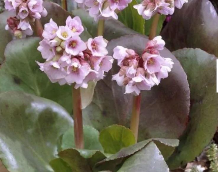 Plante de jardin et plantes d'intérieur Bergenia, Enlèvement