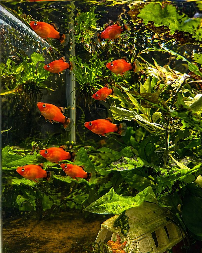 Platy vissen te koop, Animaux & Accessoires, Poissons | Poissons d'aquarium, Poisson, Poisson d'eau douce