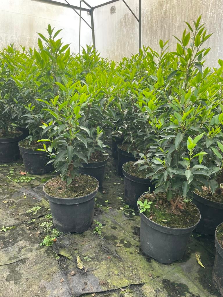 ‼️Portugese laurier in 7 liter pot‼️, Tuin en Terras, Ophalen, Laurier, Haag