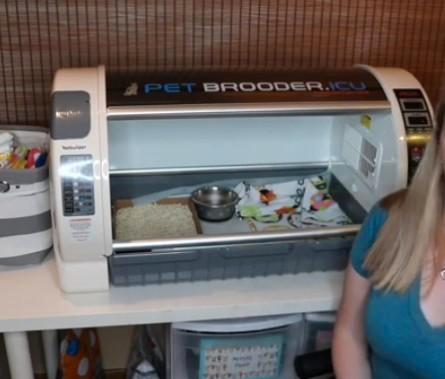 Chercher Pet Brooder ICU ou modèle ressemblant, Auto's, Overige Auto's, Particulier, Overige bekleding