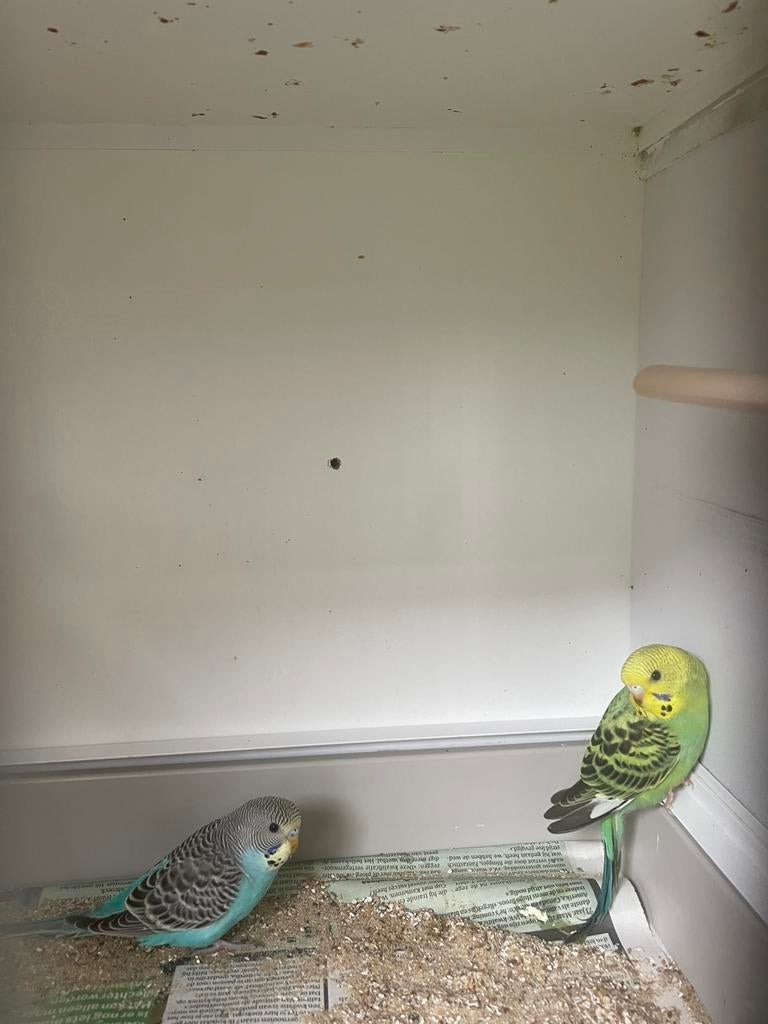 Jonge grasparkiet, Dieren en Toebehoren, Tam