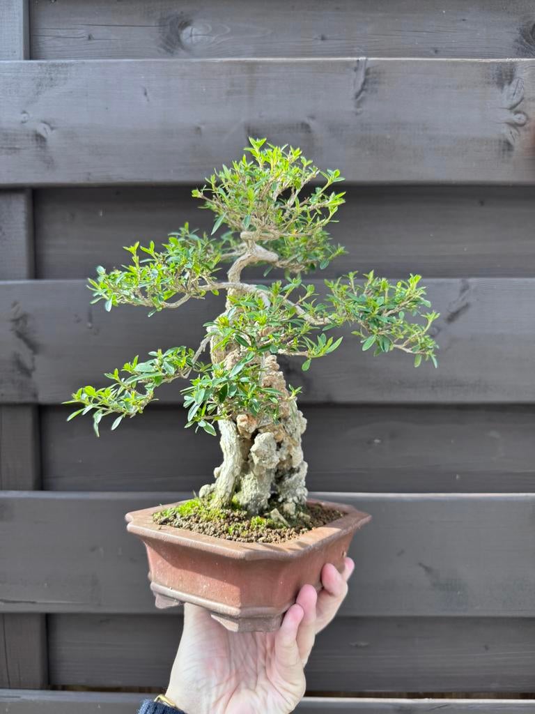 Serissa Foetida bonsai, Tuin en Terras, Lente, Minder dan 100 cm, Volle zon, In pot