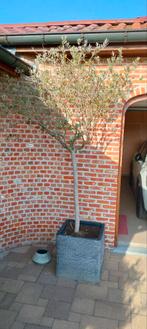 Grote olijfboom, Tuin en Terras, Planten | Bomen, Ophalen, In pot, Olijfboom