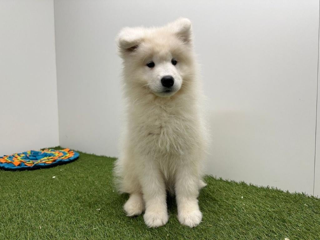 Samojeed pups, België, Keeshond, 8 tot 15 weken, Parvo