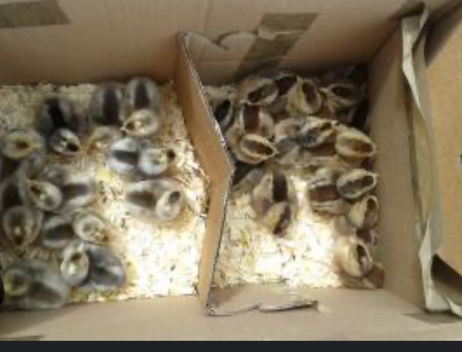 Cream legbar kuikens , groenleggers ( hennen en hanen)