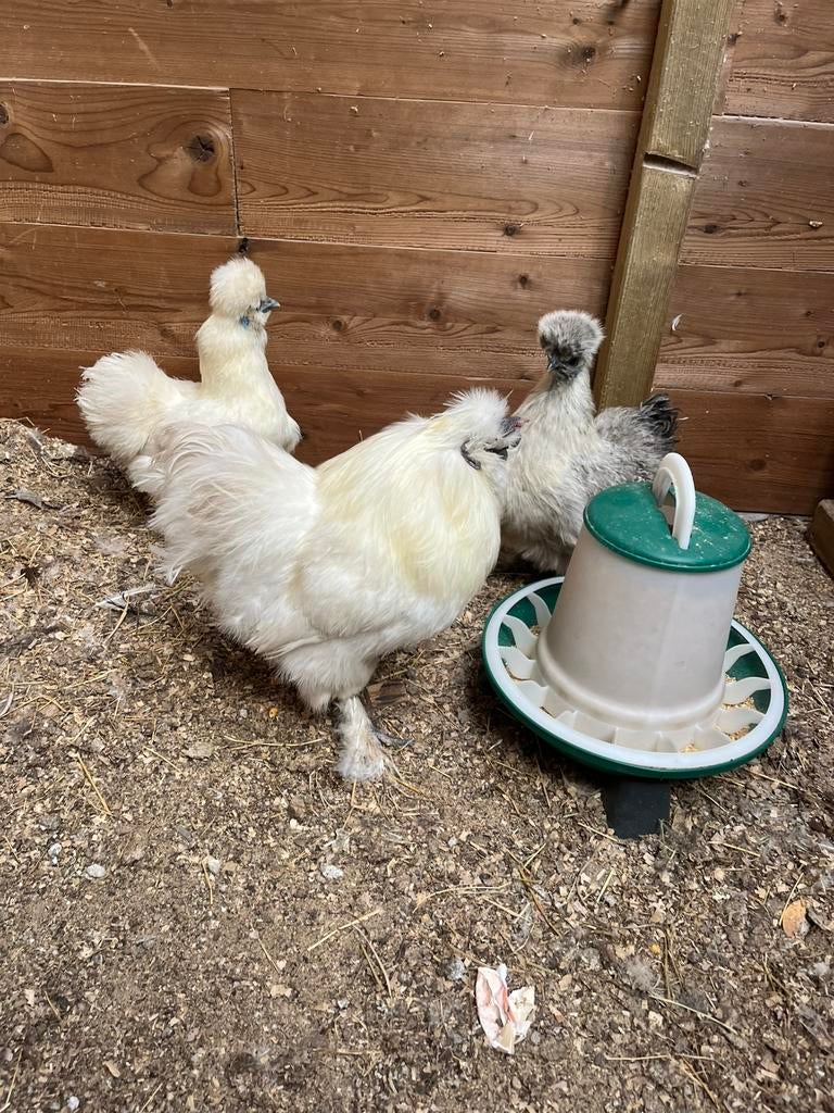 Zijdehoender broedeieren, Dieren en Toebehoren, Pluimvee