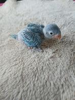 Halsbandparkiet voor handopfok, Dieren en Toebehoren, Geslacht onbekend, Parkiet, Geringd