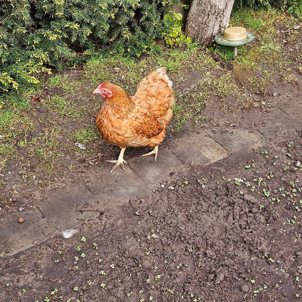 Wyandotte kip te koop, Dieren en Toebehoren, Kip