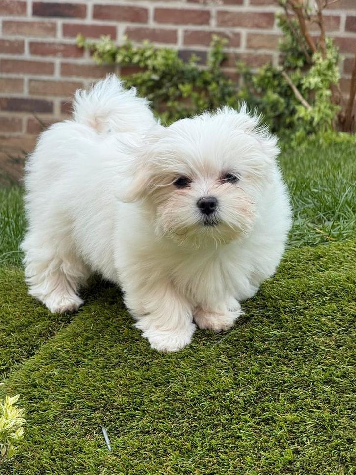 Maltezer pups, Dieren en Toebehoren, Honden | Chihuahua's en Gezelschapshonden, Meerdere dieren, Maltezer, Fokker | Professioneel