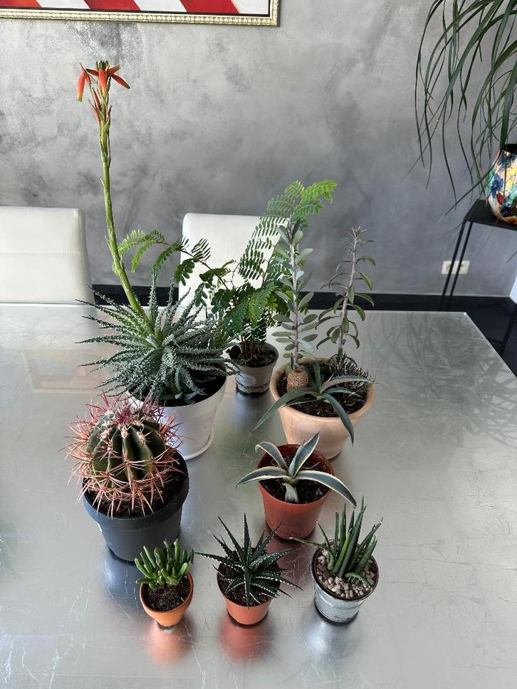 Lot de cactus, plantes grasses et succulentes variées, Maison & Meubles, Plantes d'intérieur, Cactus, Plante à fleurs, Plein soleil