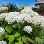 Hortensia Annabelle, Tuin en Terras, Volle zon, Vaste plant, Zomer, Ophalen
