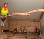 Pracht rosella parkiet, Dieren en Toebehoren, Parkiet, Geringd