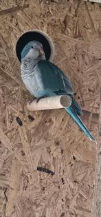 Perruche souris, Animaux & Accessoires, Perruche, Bagué