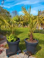 Set van 2 Grote Chinese Waaierpalmen (Trachycarpus Fortunei), Tuin en Terras, Ophalen