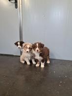 australische herder pups, Dieren en Toebehoren, Parvo, België, 8 tot 15 weken, Meerdere