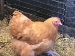 Kippen orpington buff, Dieren en Toebehoren, Pluimvee