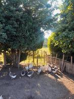 Ganzen, Dieren en Toebehoren, Ophalen of Verzenden