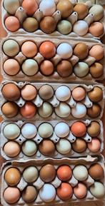 Broedeieren mix, Dieren en Toebehoren