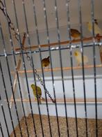 Mooien groote gezonde vogels, Dieren en Toebehoren, Vogels | Kanaries