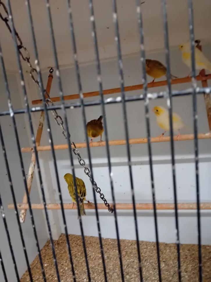 Mooien groote gezonde vogels, Dieren en Toebehoren, Vogels | Kanaries