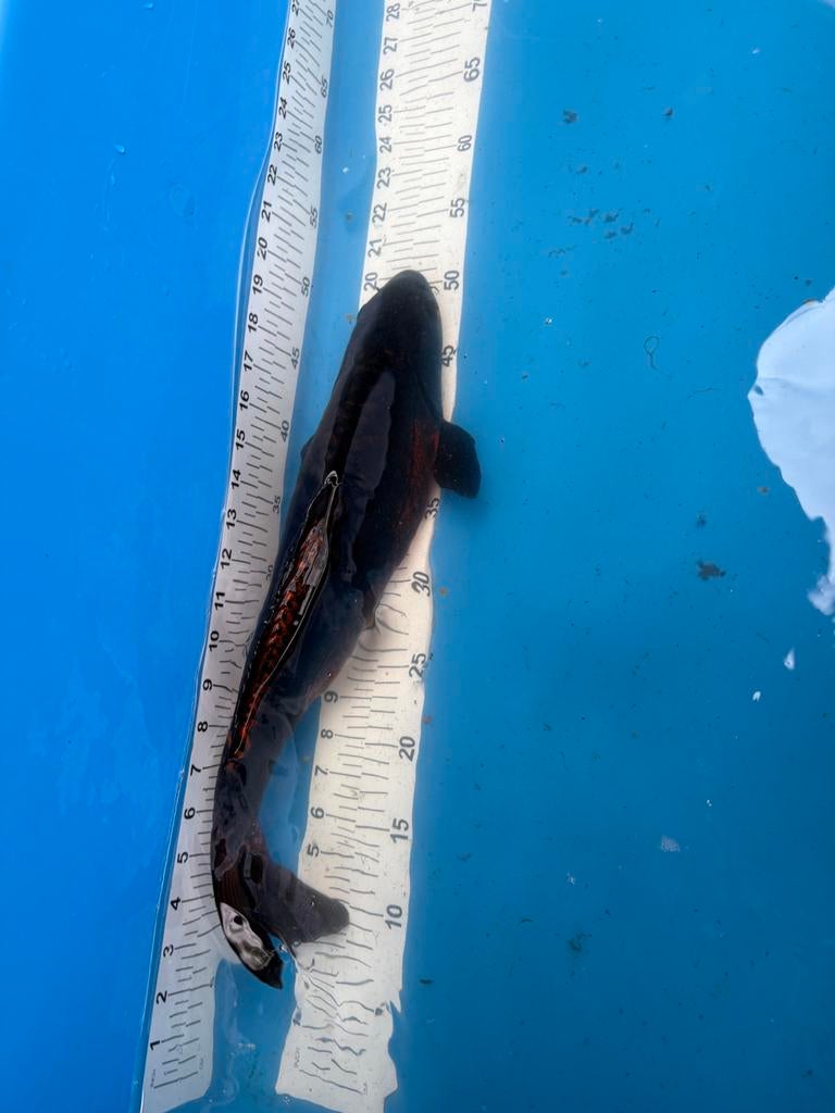 Gratis 40 cm koi, Dieren en Toebehoren, Karper of Koi