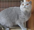 Blauw brits korthaar poes Nieke, Poes, Met stamboom, 3 tot 5 jaar