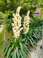 yucca, Ophalen