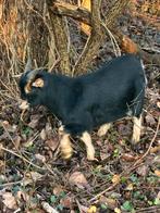 Dekbuk te gebruik, Dieren en Toebehoren, Mannelijk, Geit, 0 tot 2 jaar