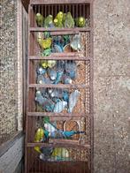 Kweekrype grasparkieten 6 euro stuk, Dieren en Toebehoren