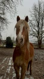 Verzorger gezocht, Dieren en Toebehoren, Paarden