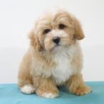 Maltipoo - pups te koop, CDV (hondenziekte), Meerdere, Meerdere dieren, Buitenland