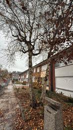 Bomen voor brandhout, Tuin en Terras, Brandhout, Ophalen