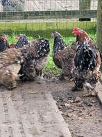 Broedeieren Brahma porselein, Dieren en Toebehoren, Pluimvee